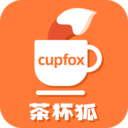 茶杯狐Cupfox